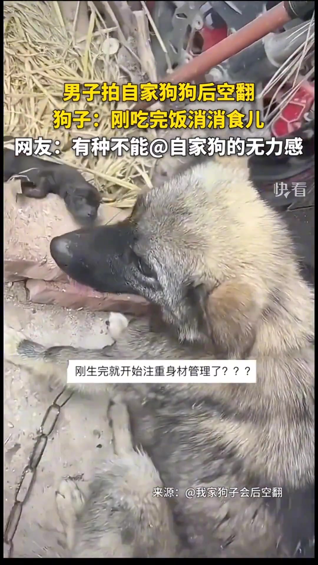 狗子：刚吃完饭消消食儿