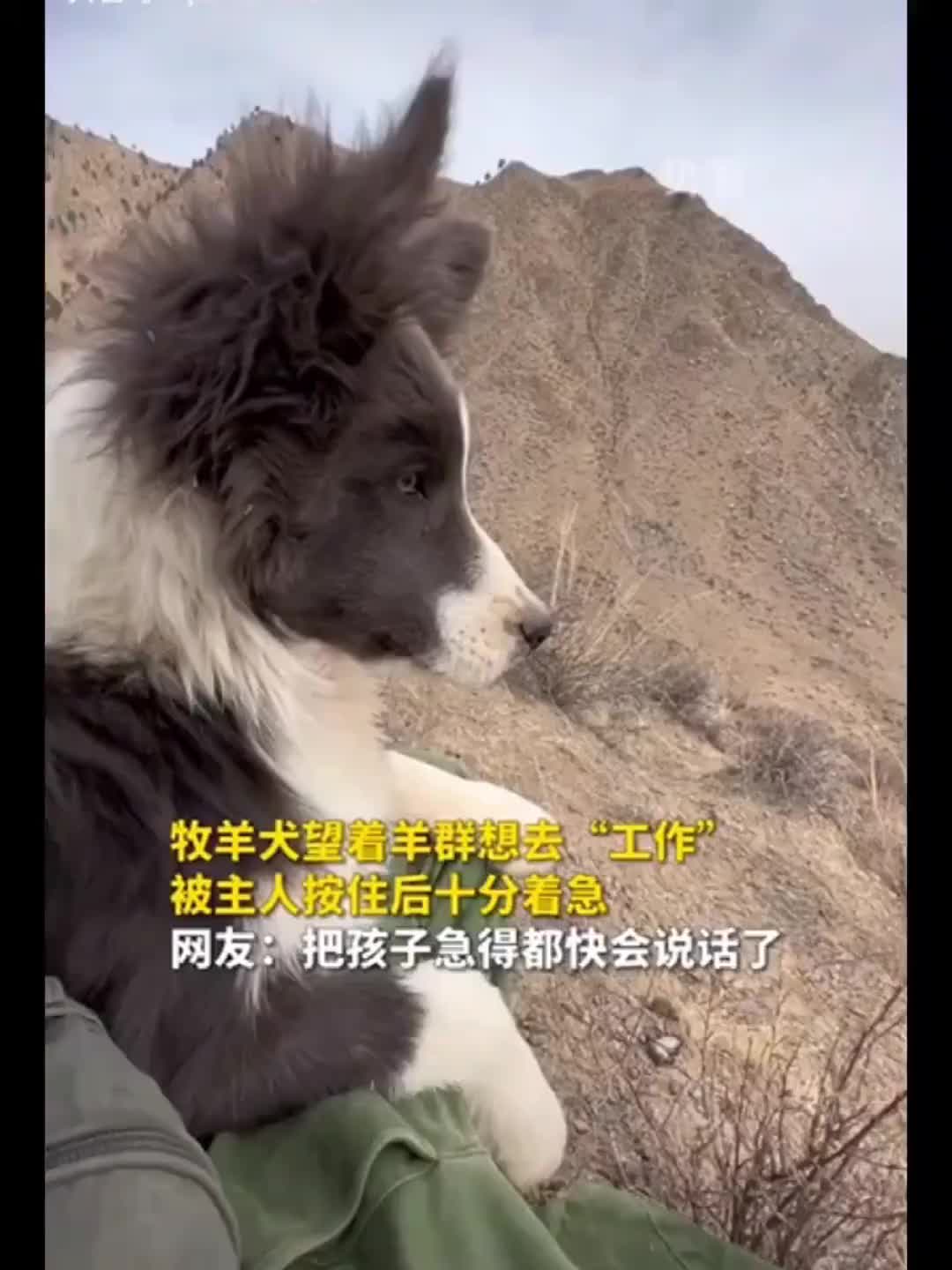 强迫症结所在，血脉觉醒