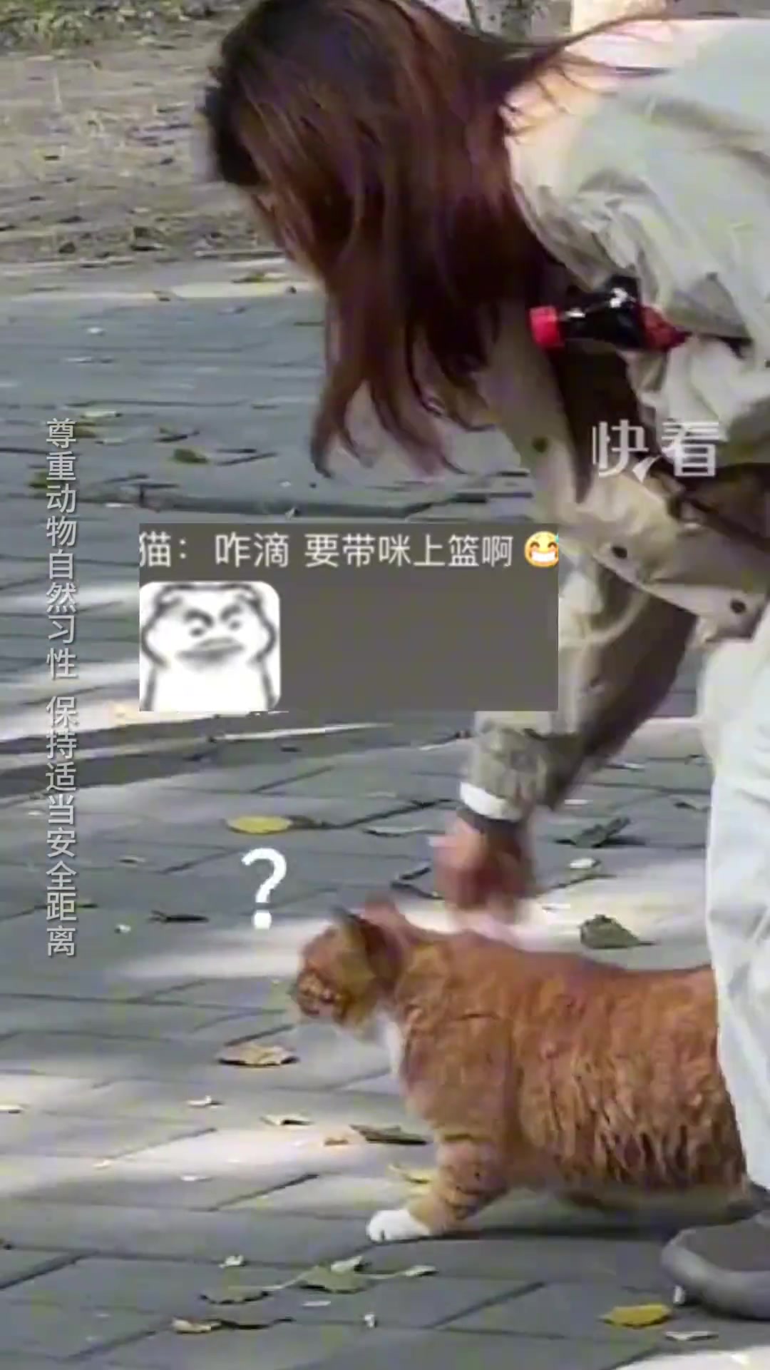女生公园里遇到流浪猫演绎什么叫“爱不释手”