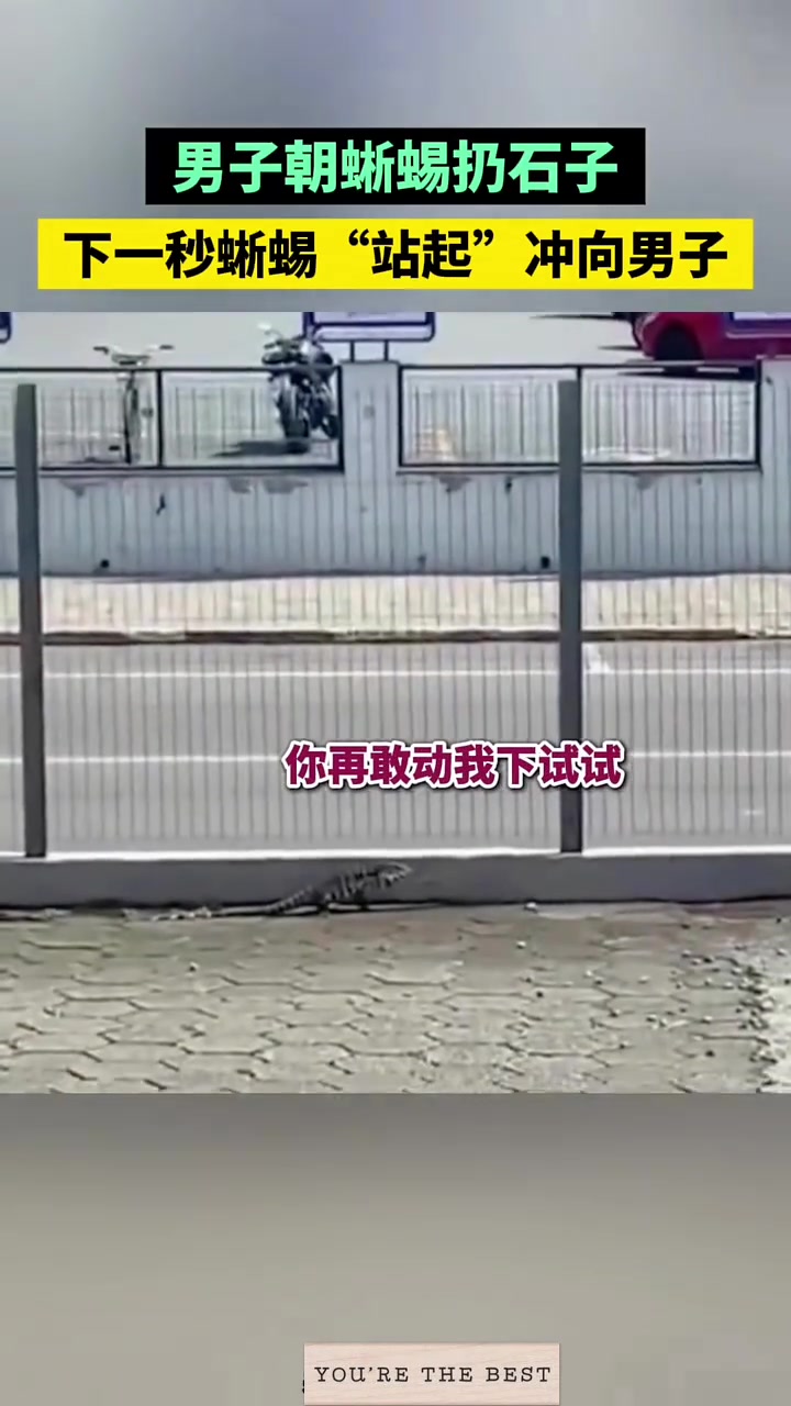 一男子扔石头招惹蜥蜴谁料蜥蜴直接双脚直立狂奔扑来