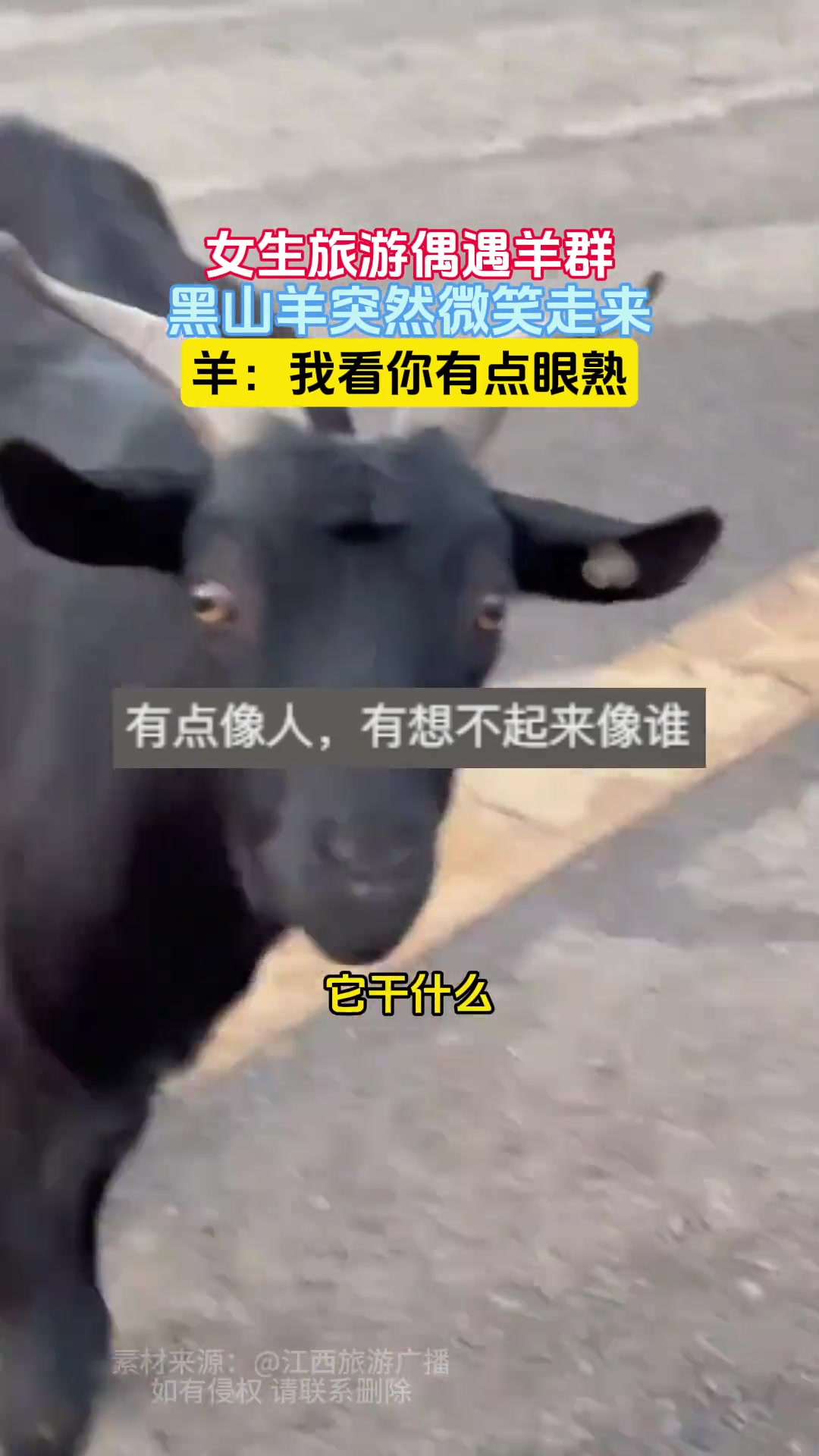 女生旅游遇到羊群，黑山羊突然微笑走过来