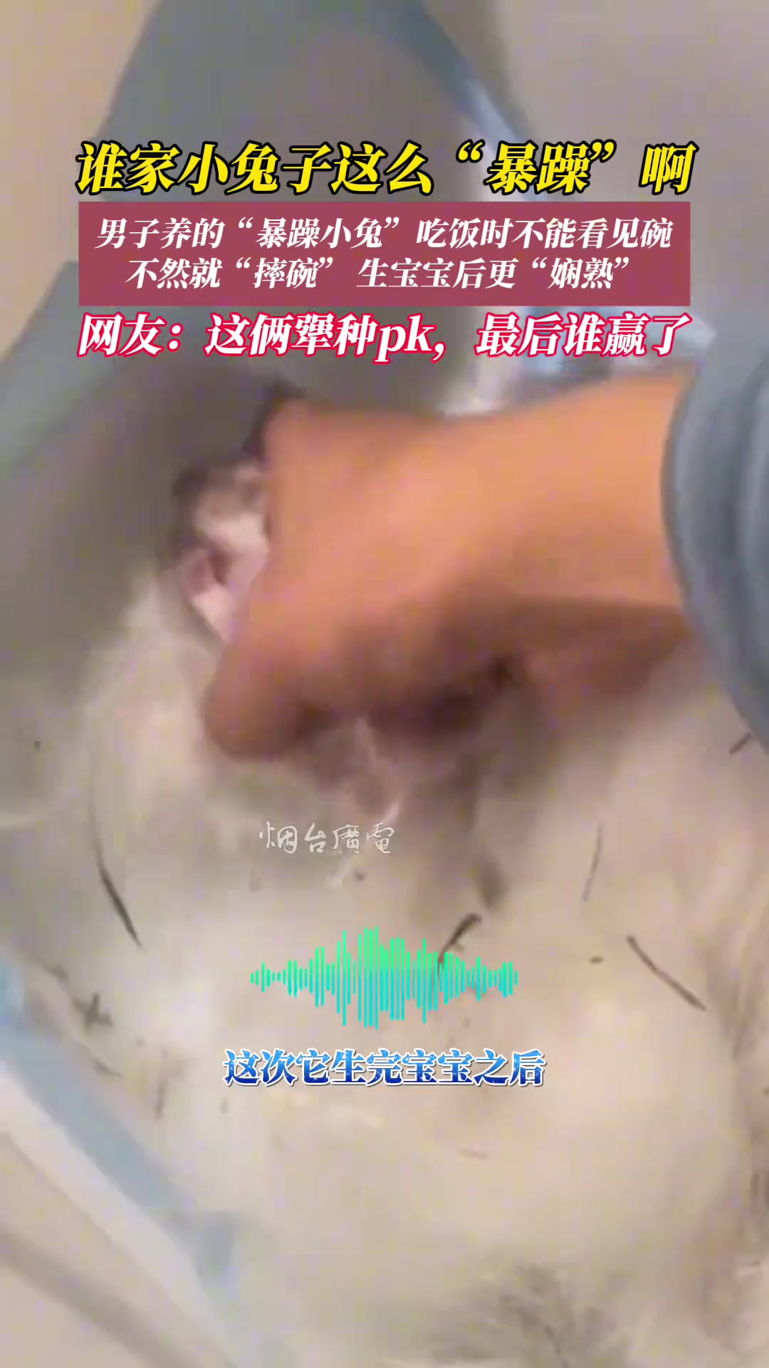 谁家兔子这么暴躁啊