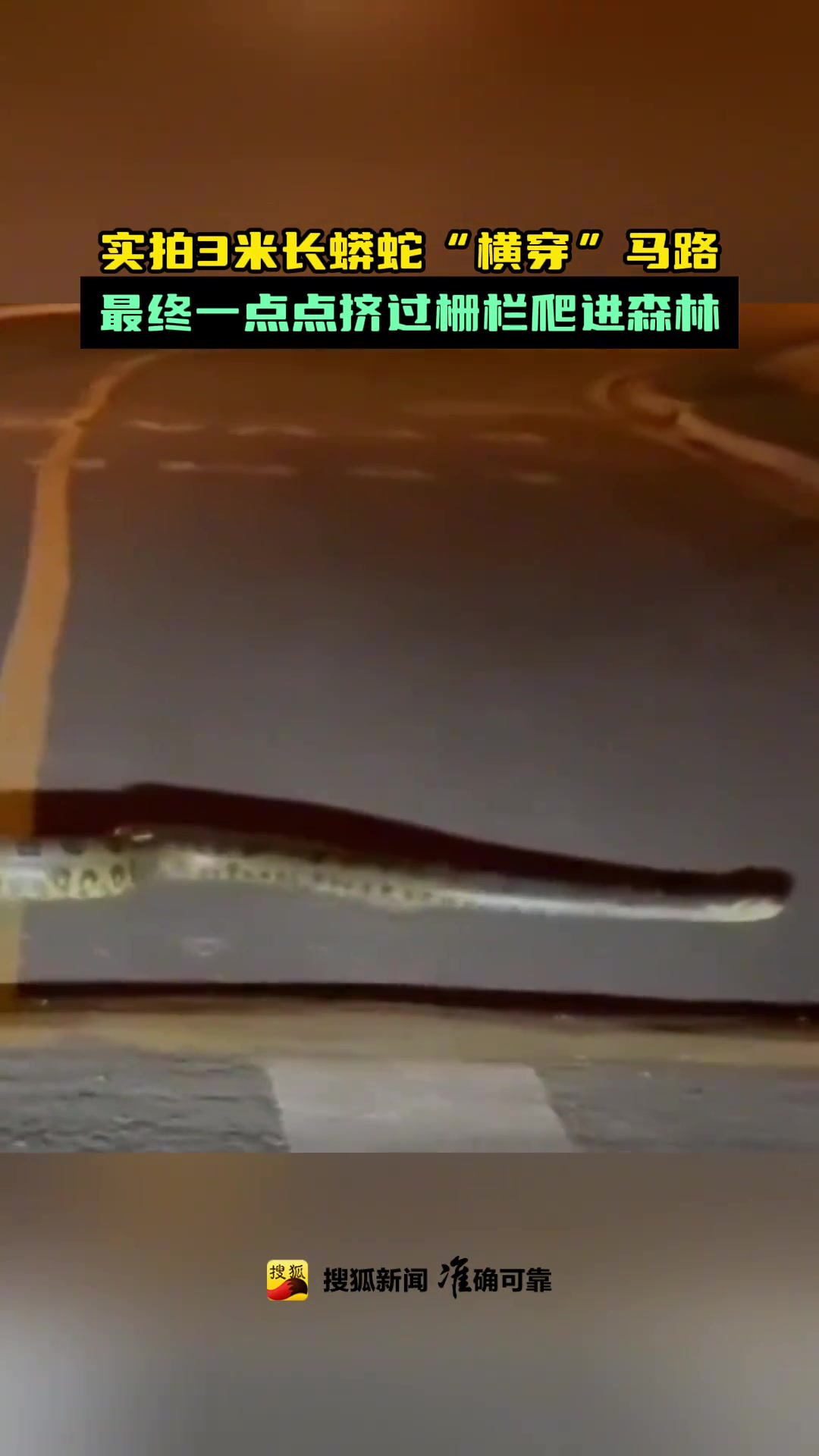 3米大蟒蛇横穿马路