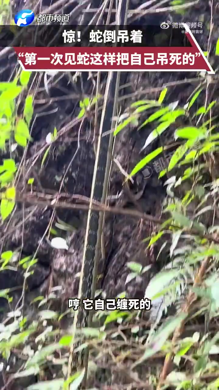第一次见蛇这样把自己吊死的！