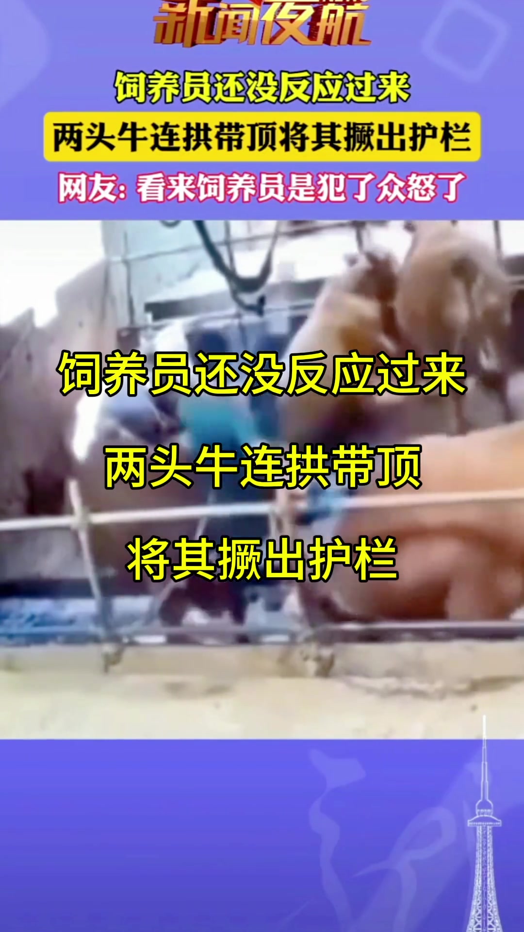 饲养员还没反应过来两头牛连拱带顶将其顶出围栏