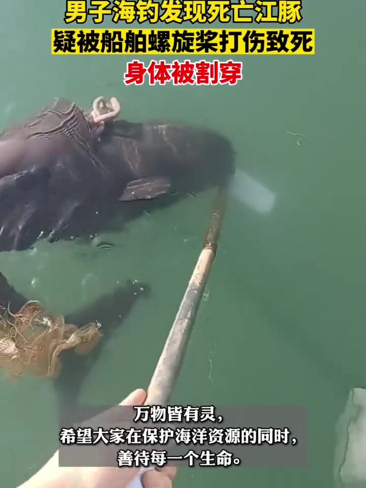 男子海钓遇到死亡江豚