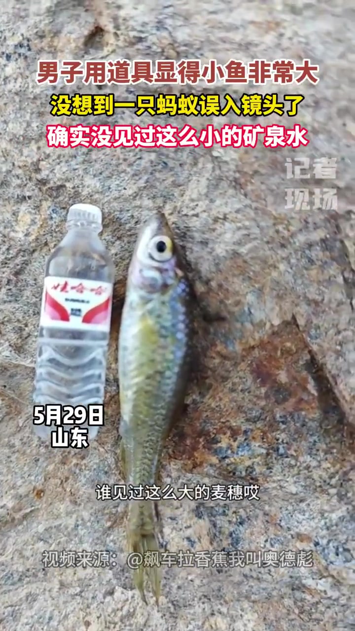 不再为大小而自卑！这难道就是钓鱼佬自信放大器！