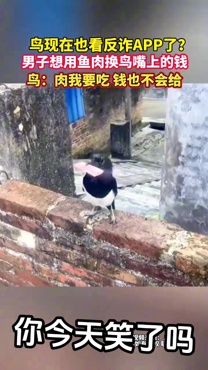 万物皆有灵性！鸟：我这冬天就靠这套路吃饭呢