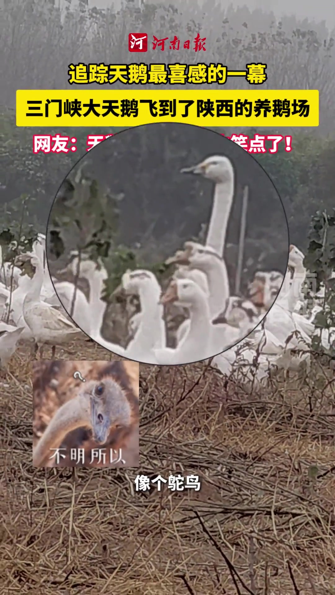 追踪天鹅最喜感的一幕！