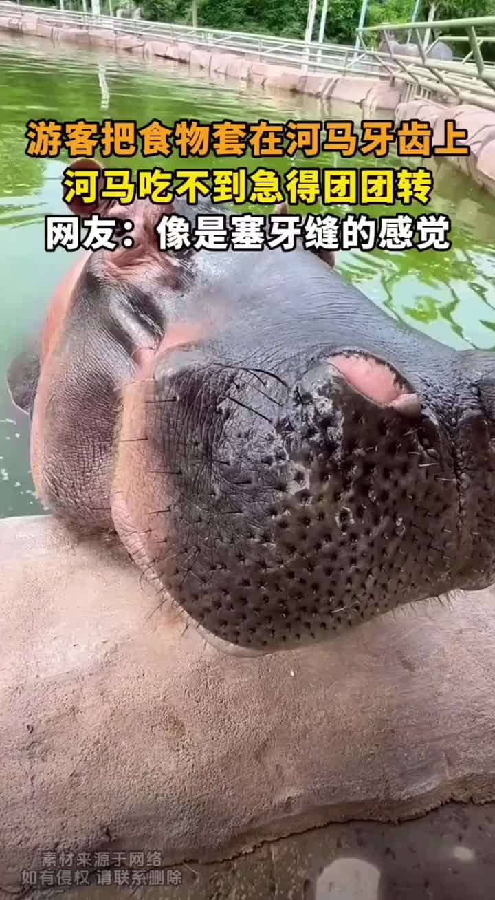 把食物套在河马牙齿上，河马吃不到急的团团转