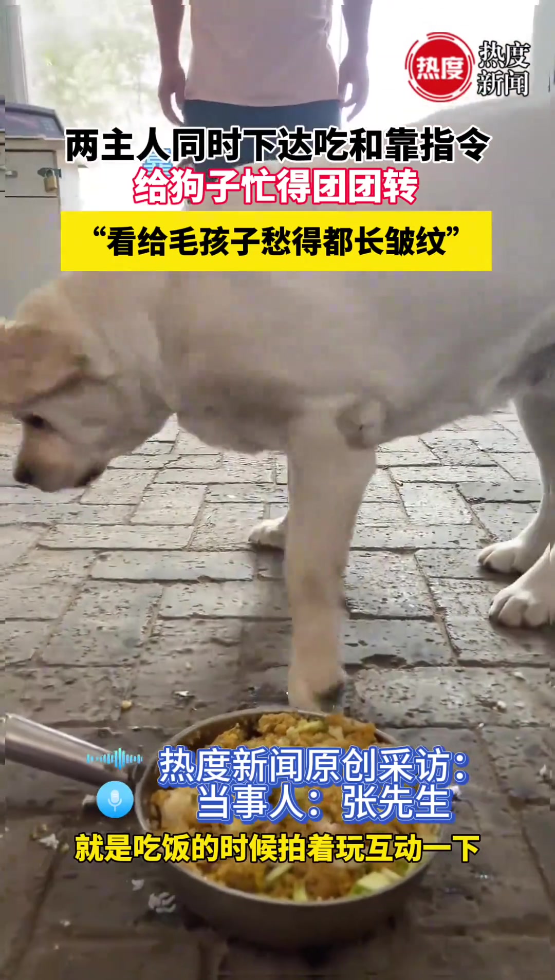两主人同时下达吃和靠的指令给狗忙的团团转