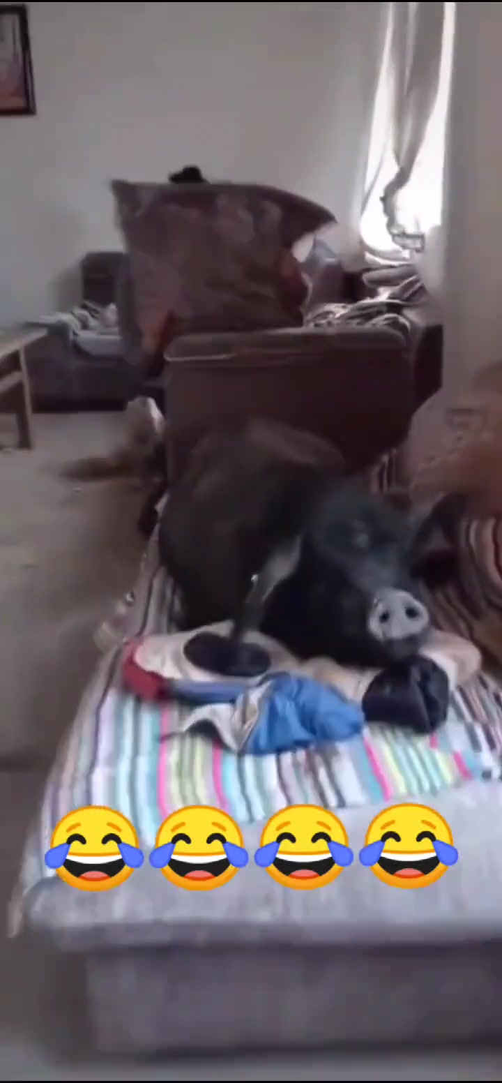 猪：外面冷了我要在屋里睡觉啦