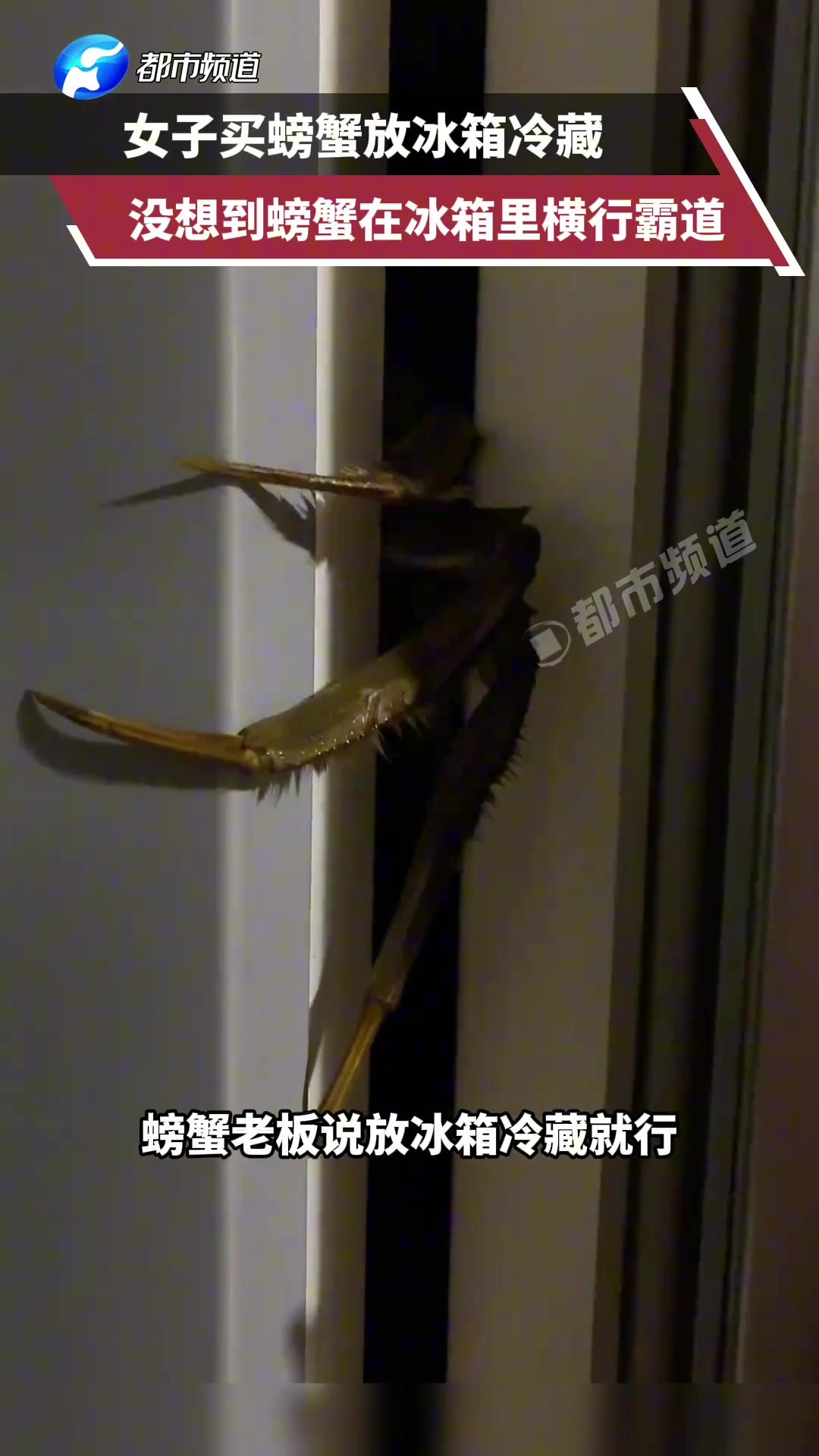 女子买螃蟹放冰箱冷藏，没想到螃蟹在冰箱里横行霸道