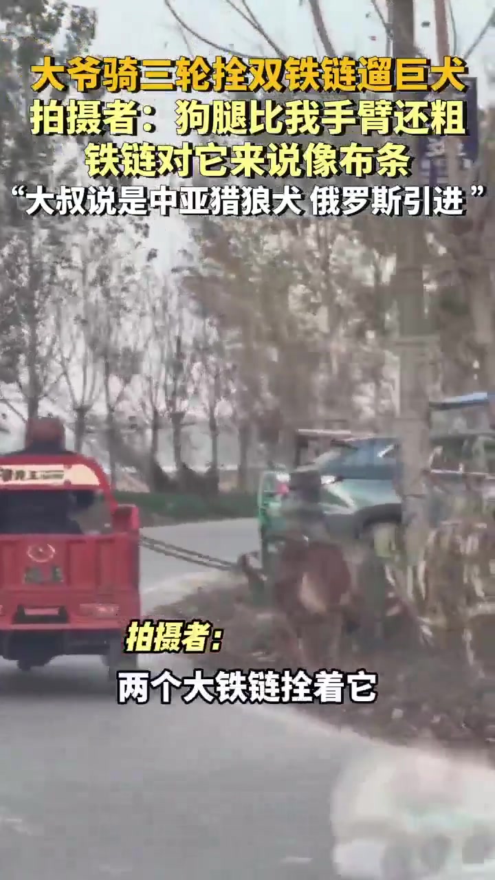 大爷骑三轮拴双铁链遛巨犬拍摄者：狗腿比我手臂还粗