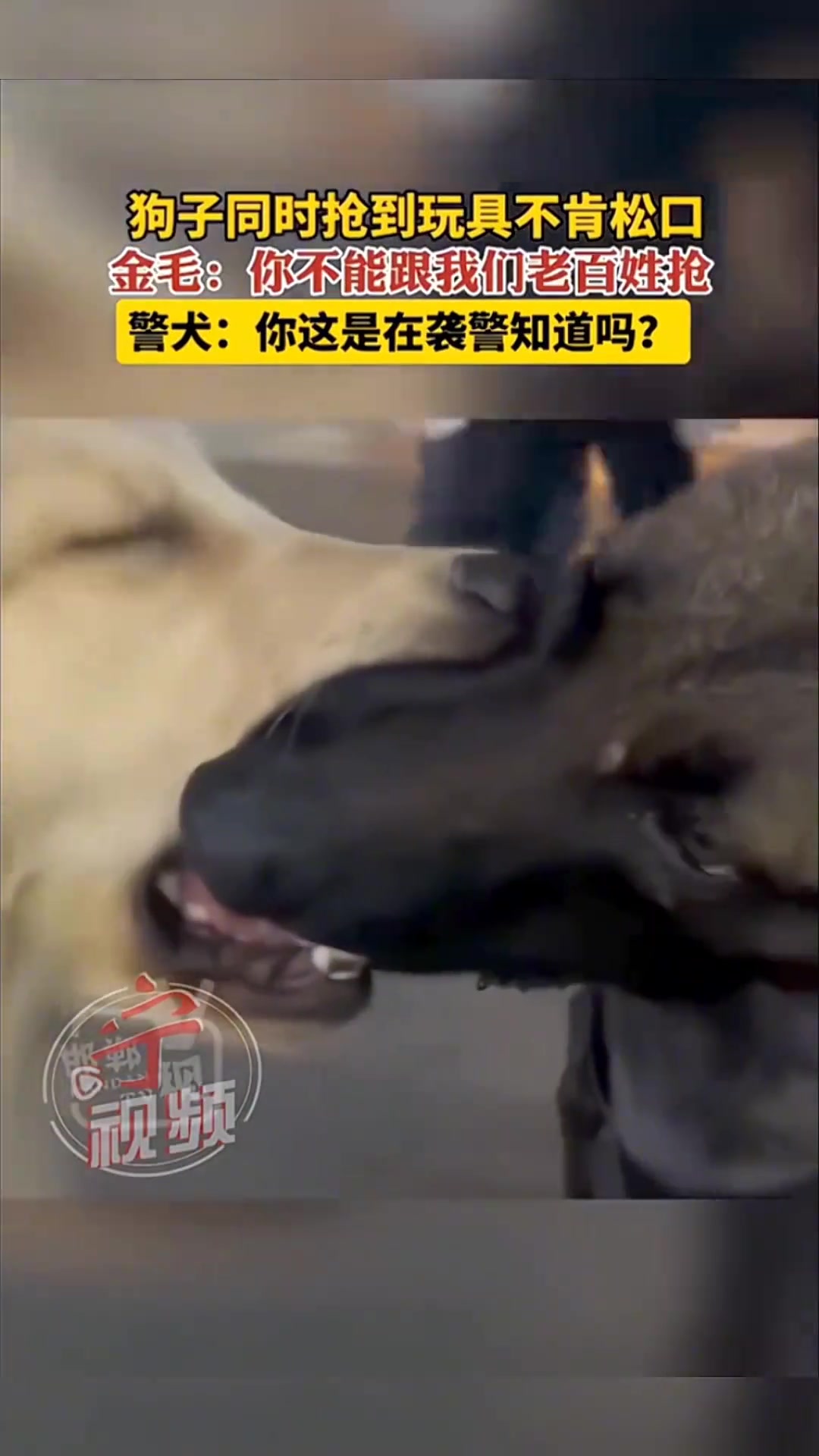 金毛：穿个马甲我就怕你啊警犬：再不松口我告你妨碍公务