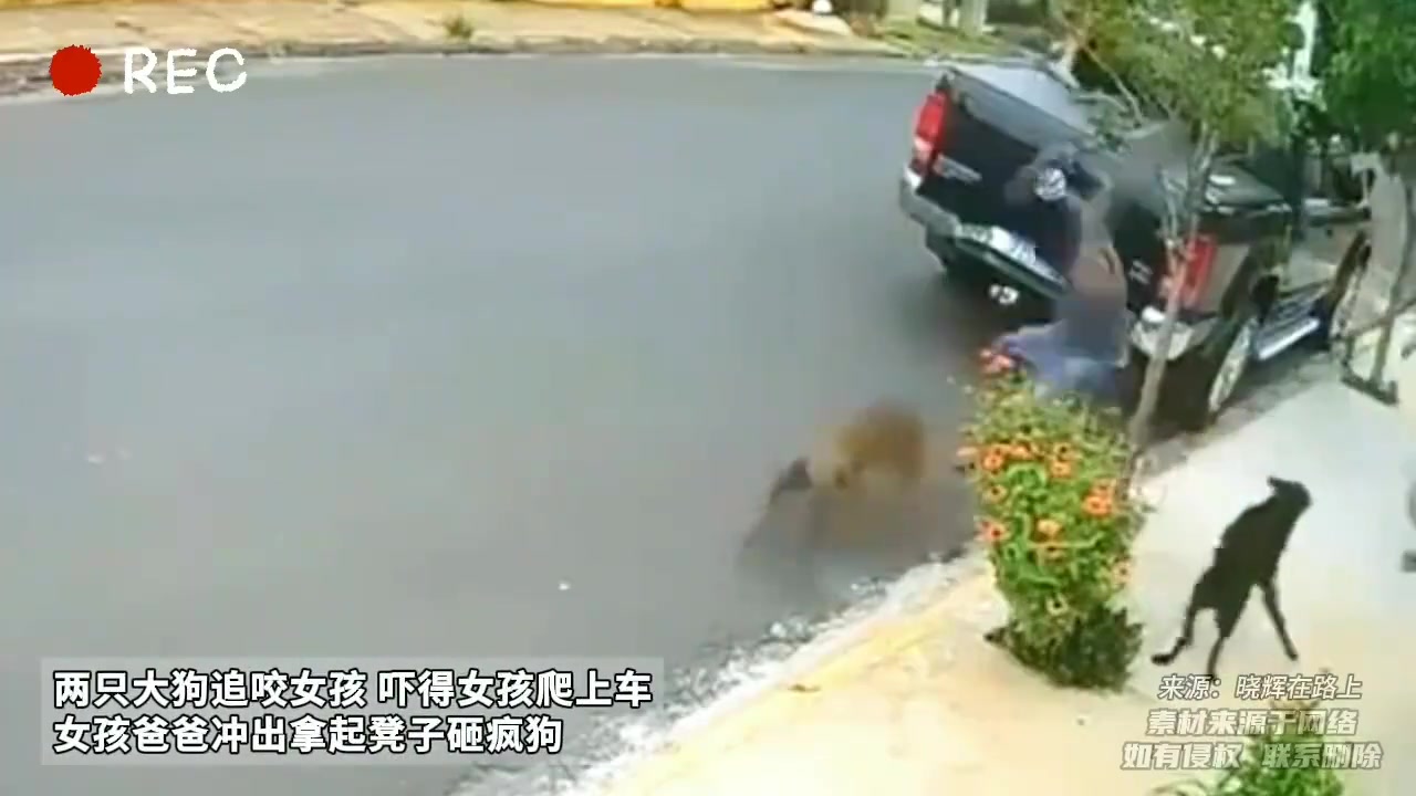 女子路上遇恶狗袭击过路人看到果断出手搭救