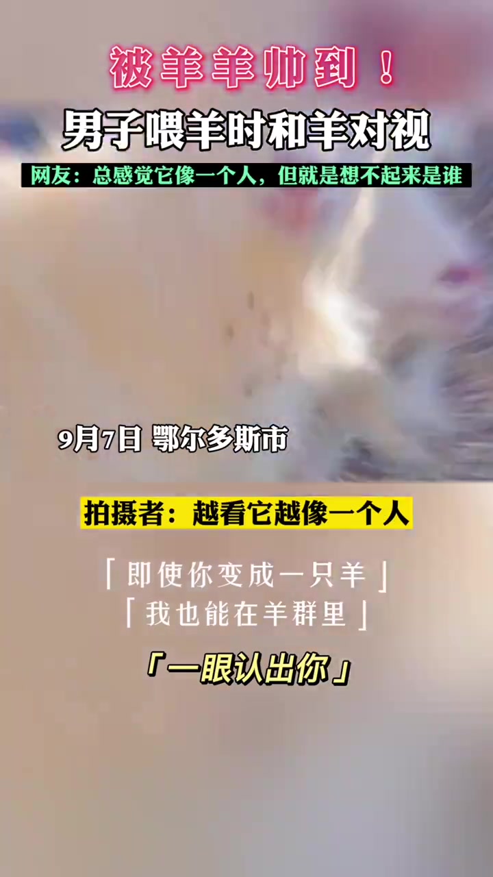 男子喂羊时和羊对视，被羊帅到了