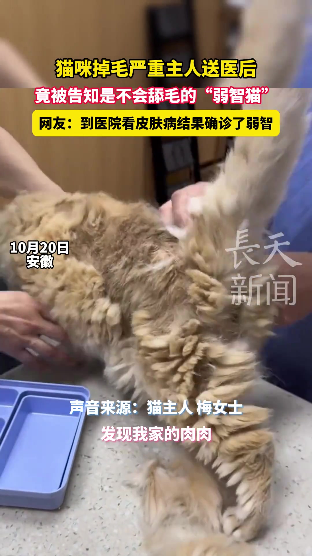 猫咪掉毛严重主人送医后，竟是不会舔毛的“弱智猫”