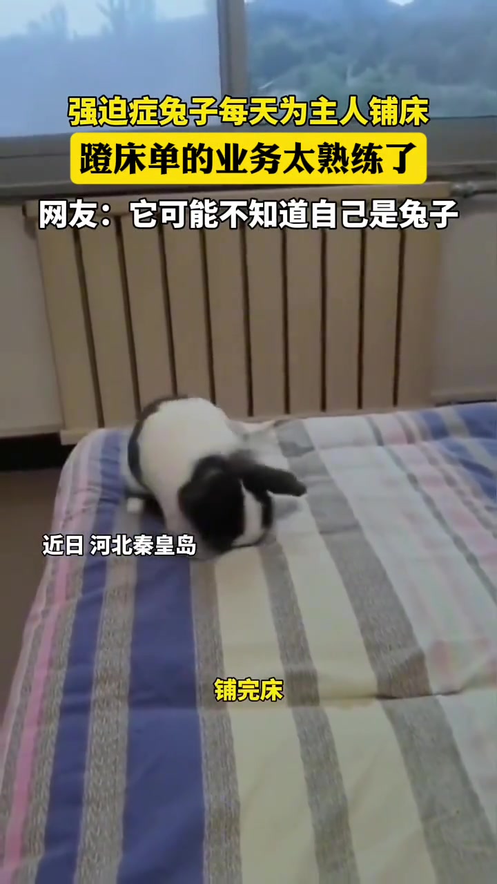 强迫症兔子每天为主人铺床，床单的业务太熟练了