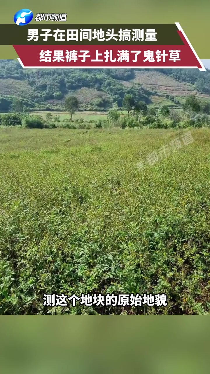 男子在田间地头搞测量，结果裤子上扎满了鬼针草