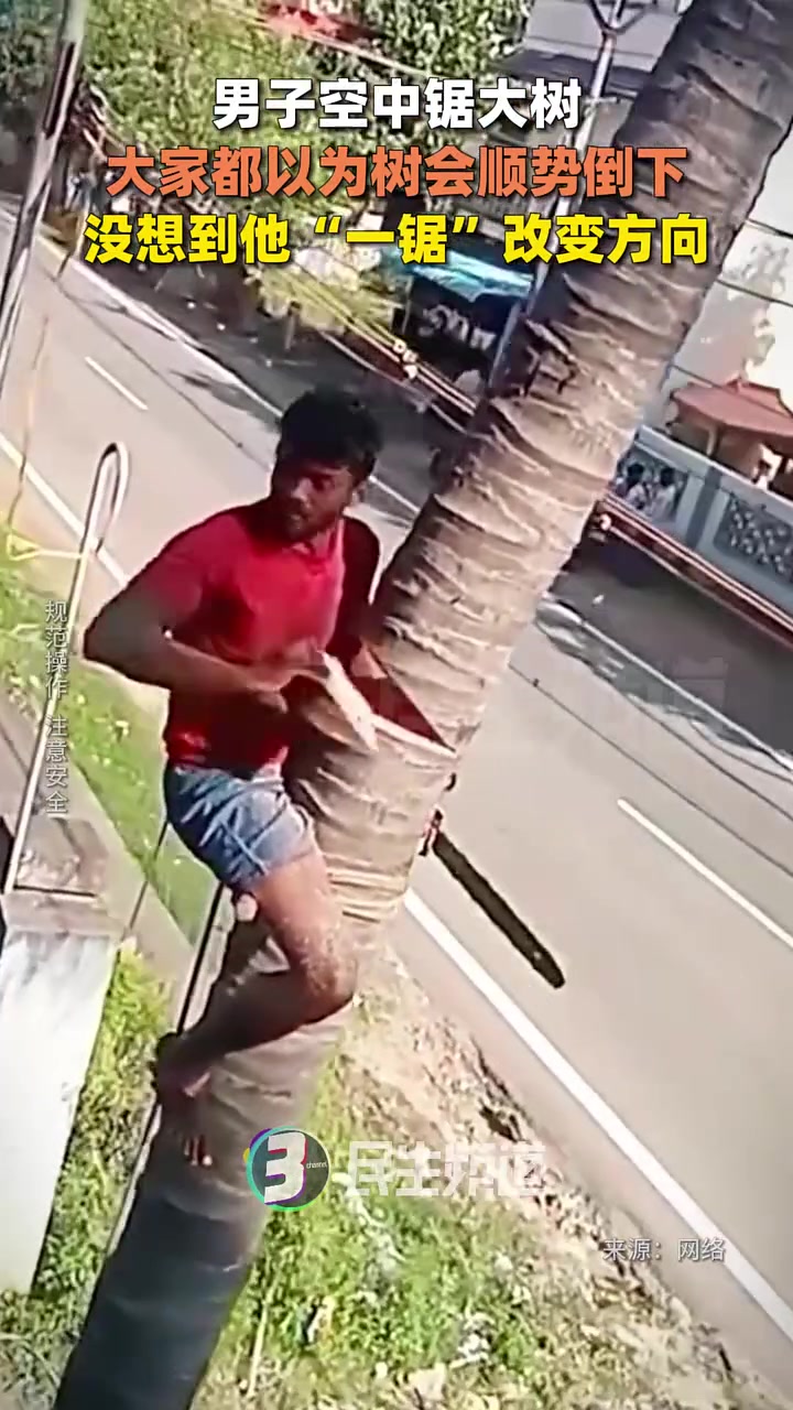 还以为树会顺势倒下呢！