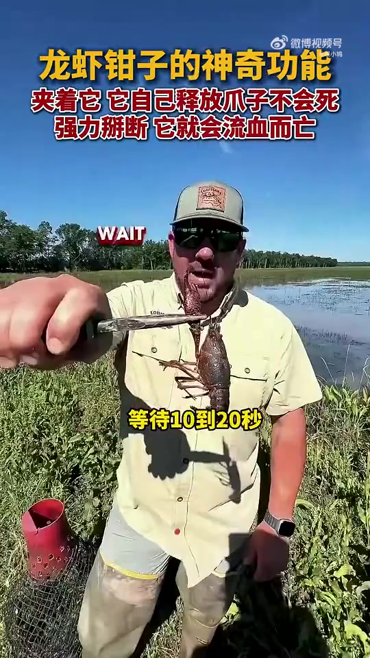 龙虾钳子有着令人惊叹的神奇功能，真厉害