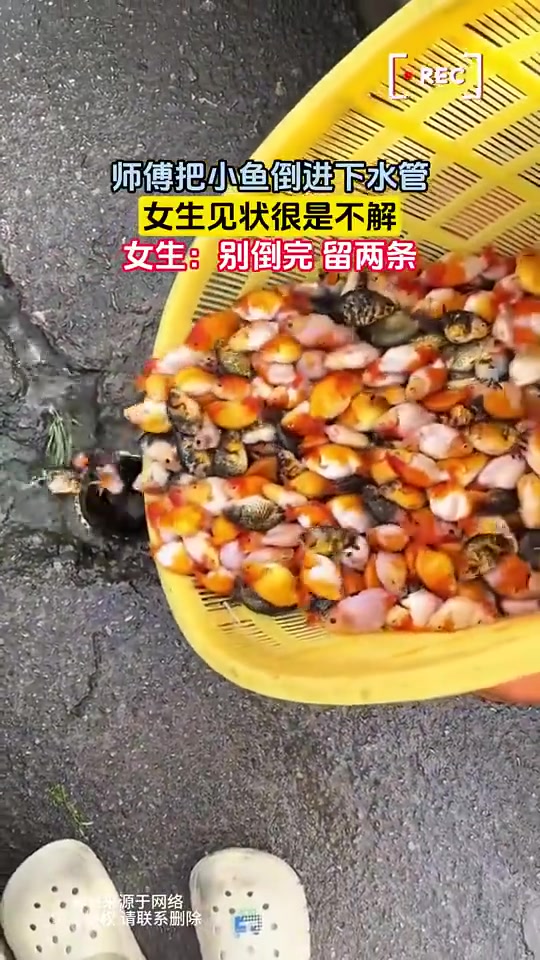 师傅把小鱼倒进下水管，女生见状很是不解，女生：别倒完留两条
