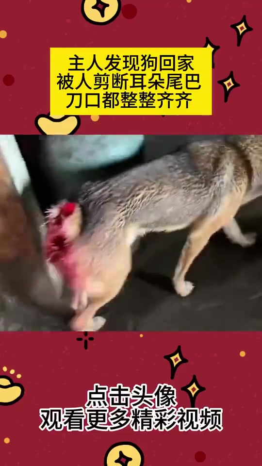 主人发现狗回家被人剪断耳朵尾巴，刀口都整整齐齐伤口处血迹斑斑