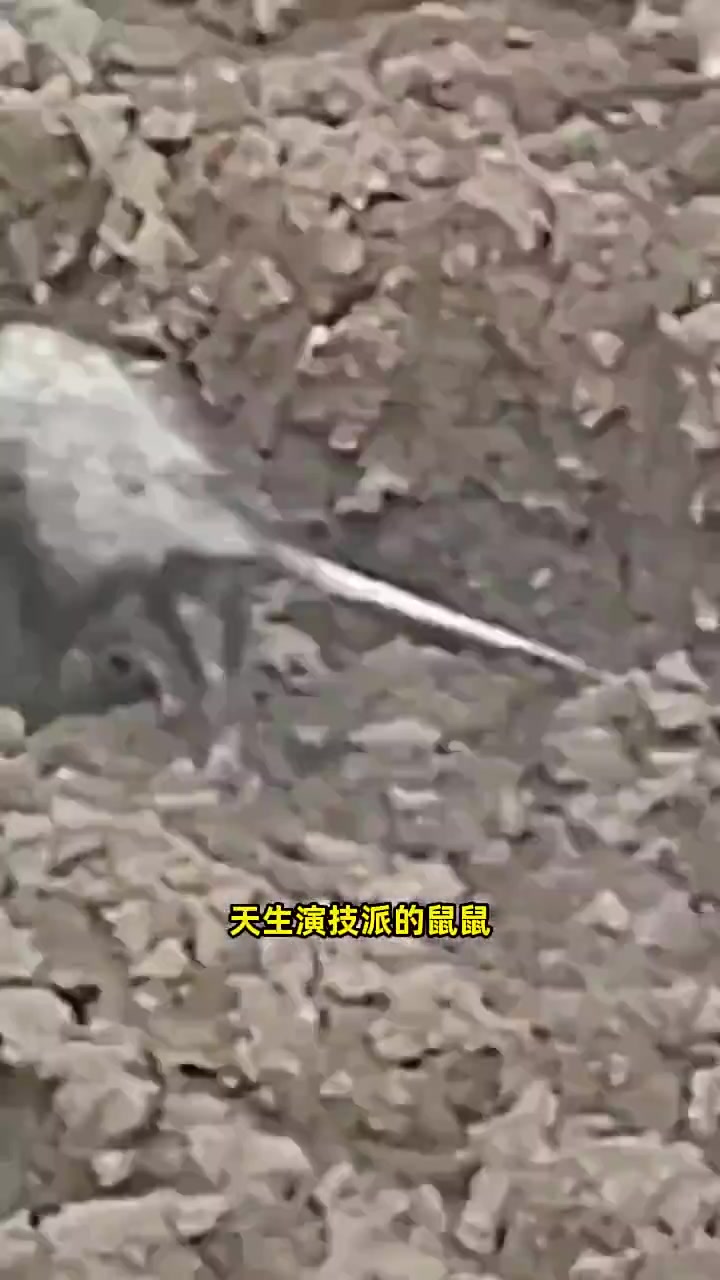 负鼠遇到郊狼当时装死，接下来郊狼做法，简直太狗了