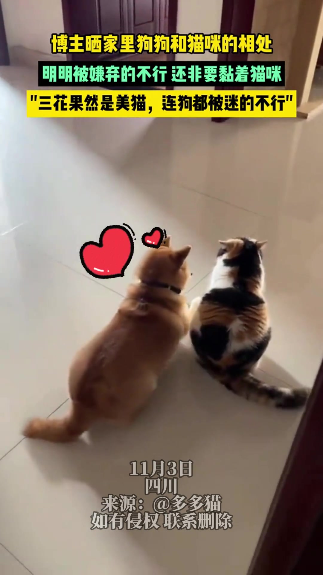 三花果然是美猫，狗都被迷的不行
