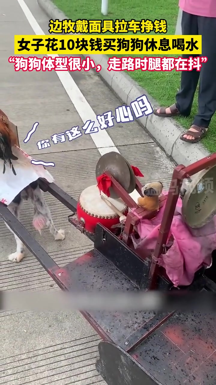 边牧戴面具拉车挣钱