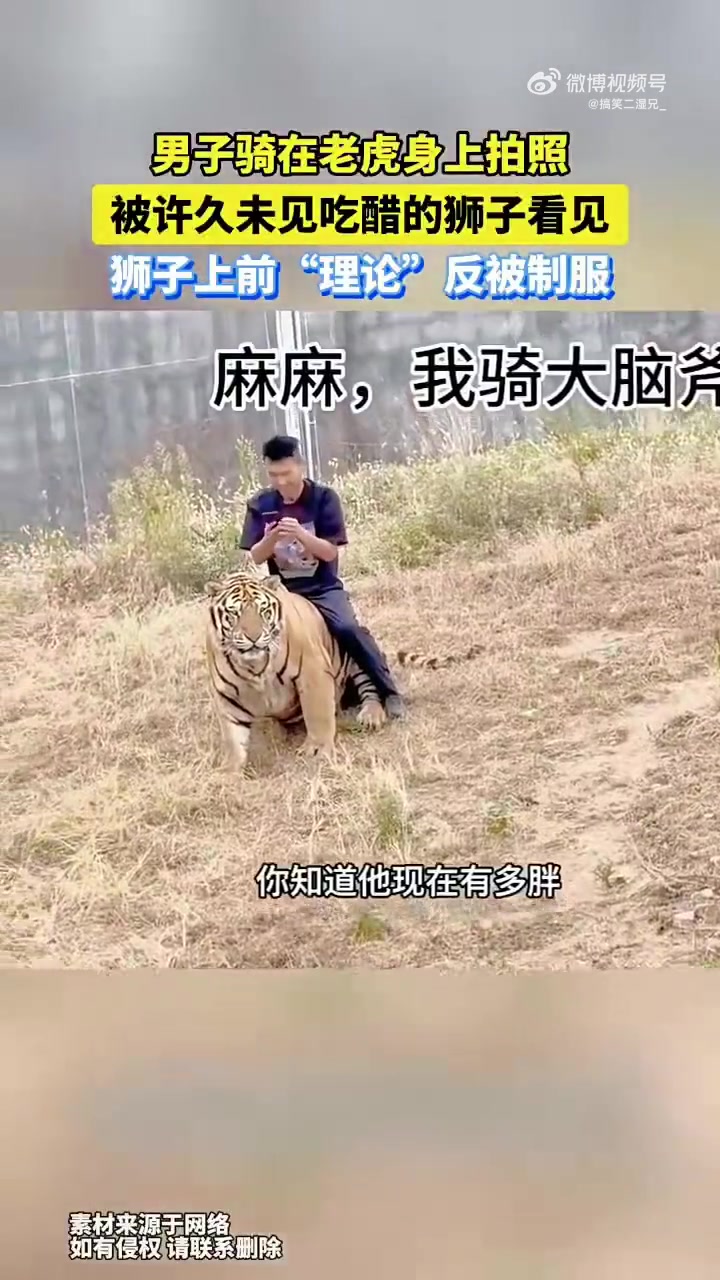 男子骑在老虎身上拍照被许久未见的狮子看见