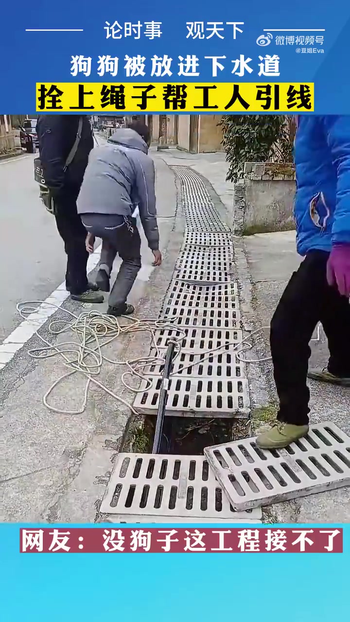 狗狗被放下水道，拴上绳子帮工人引线，网友：没狗子这工程接不了