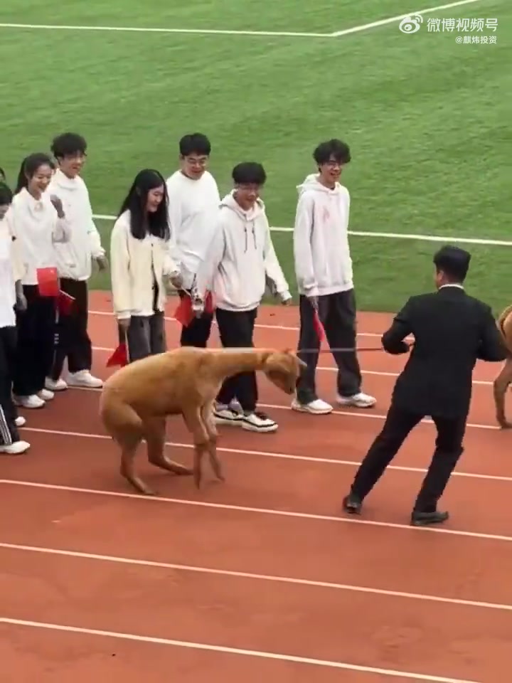 羊驼：为什么它有美女牵，我没有不干了
