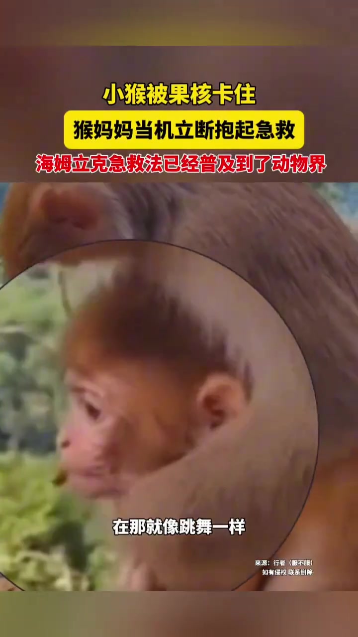 猴子都会用海姆立克急救法