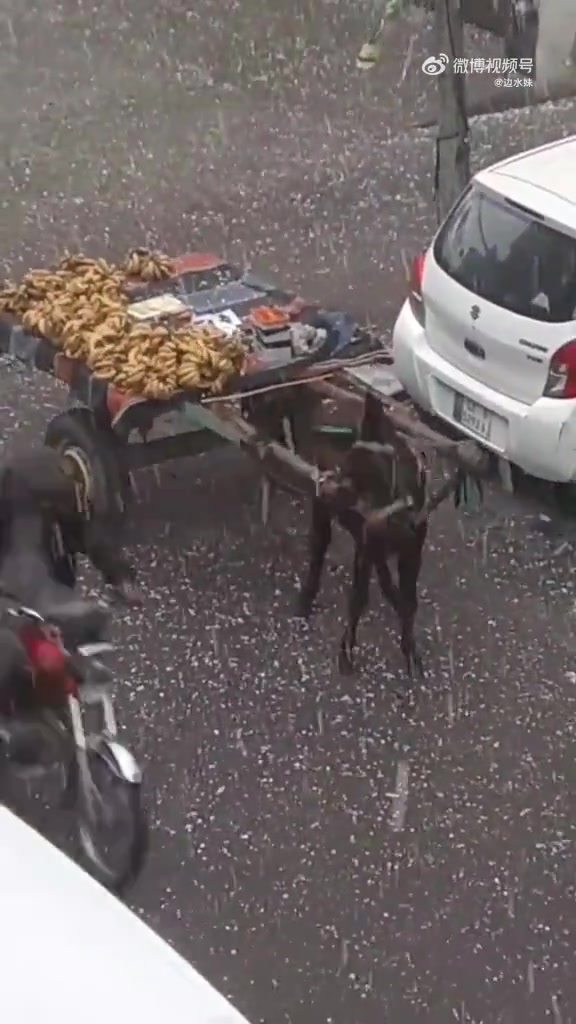 驴：什么玩意，脑袋疼
