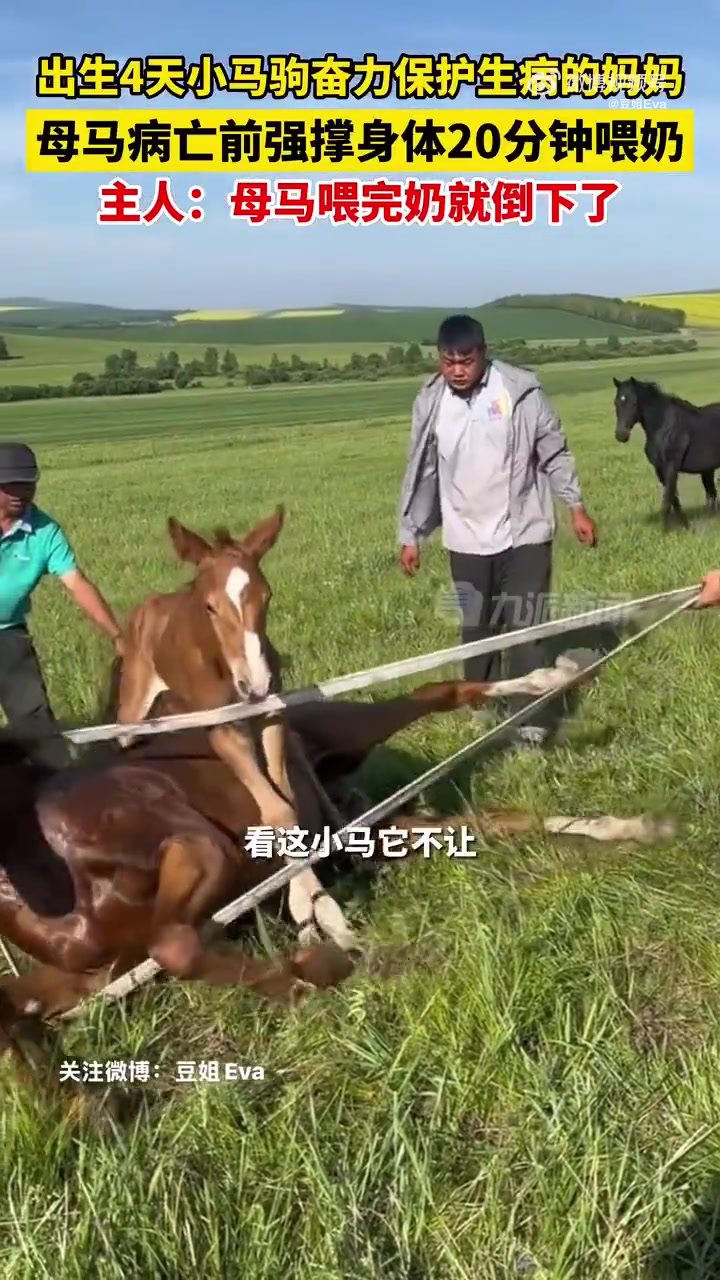 母马病亡前强撑身体给小马喂奶