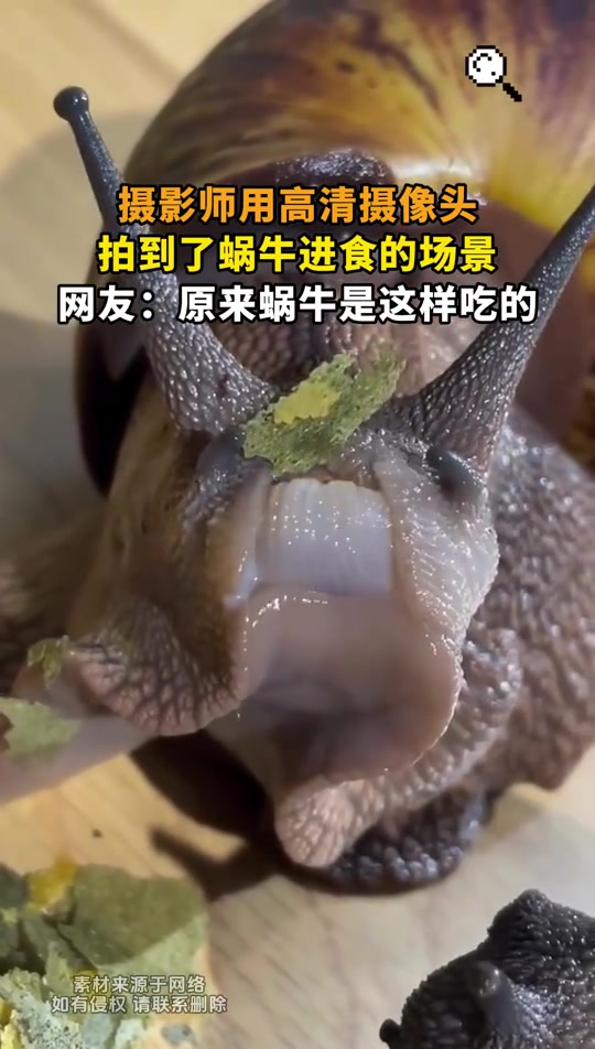 摄影师用高清摄像头，拍到了蜗牛进食的场景