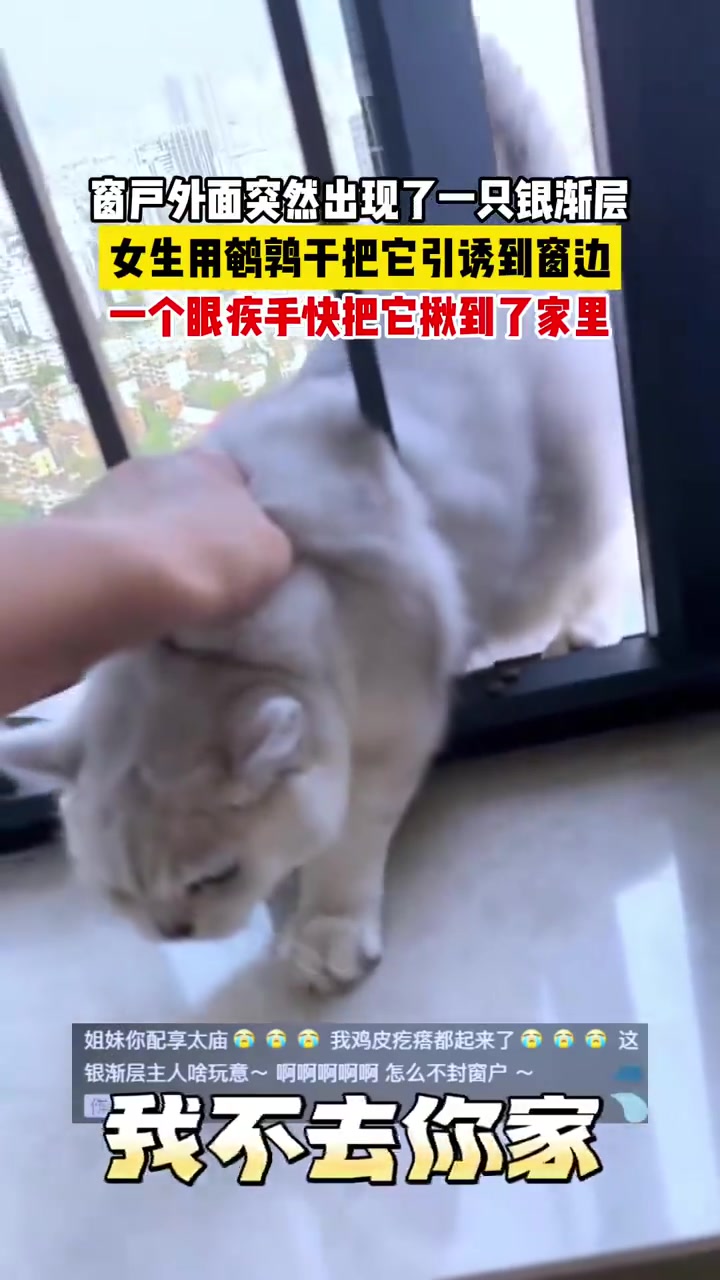 真的是一头憨猪咪！金角大王见到银角大王了！