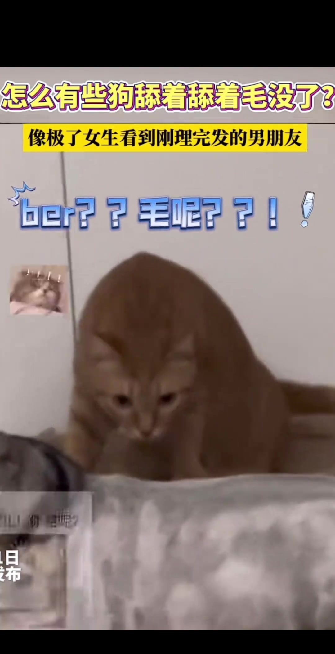 怎么有些狗舔着舔着毛没了