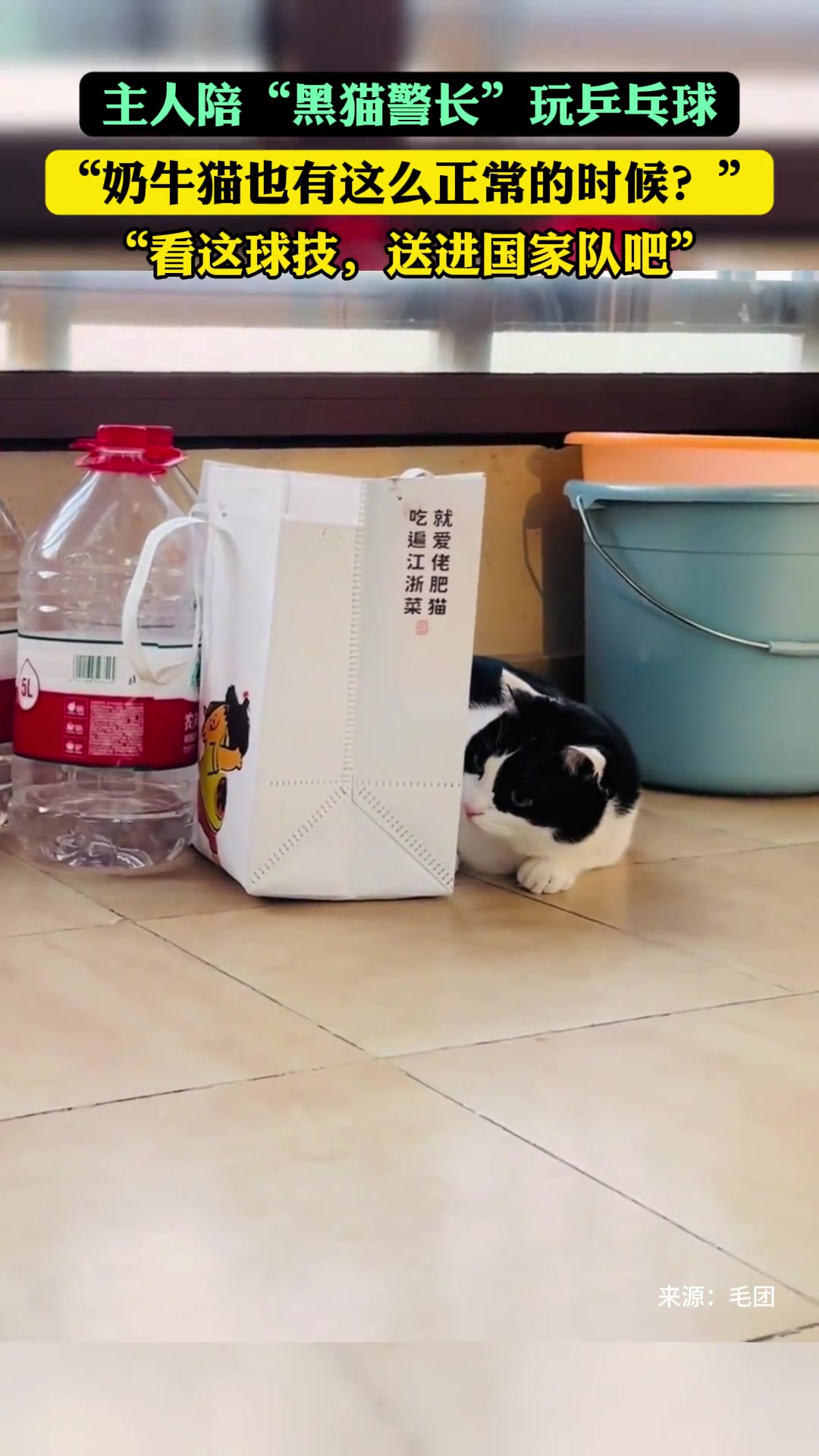 奶牛猫也有这么正常的时候