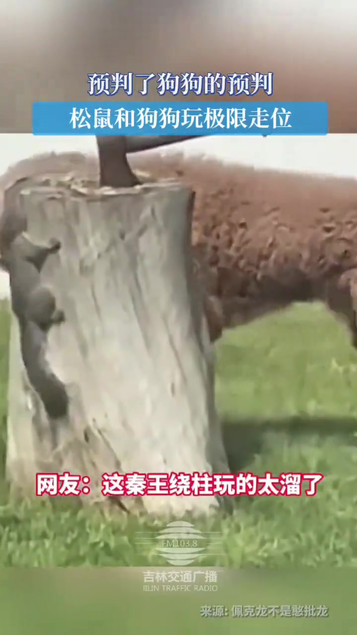 预判了狗狗的预判松鼠和狗狗玩极限走位