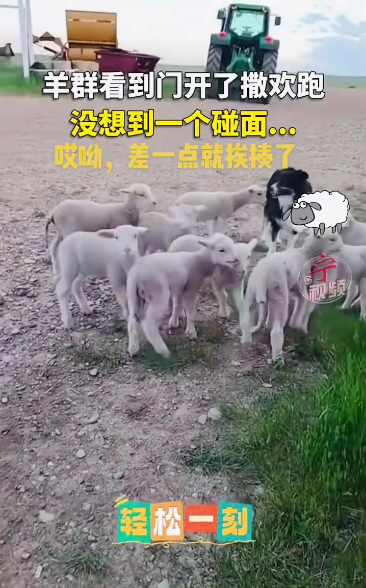 羊群一开门就撒欢开跑，没想到差点挨揍了