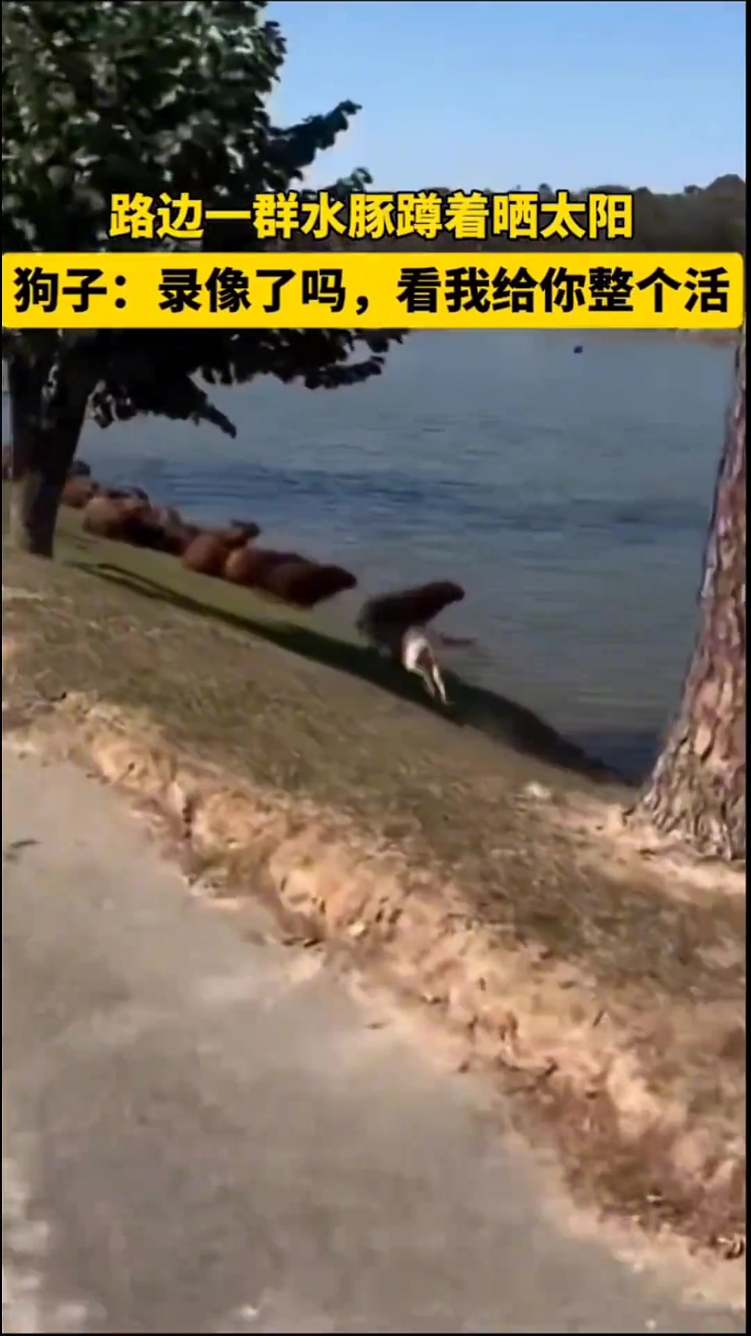 狗子：在录像吗看我给你整个活