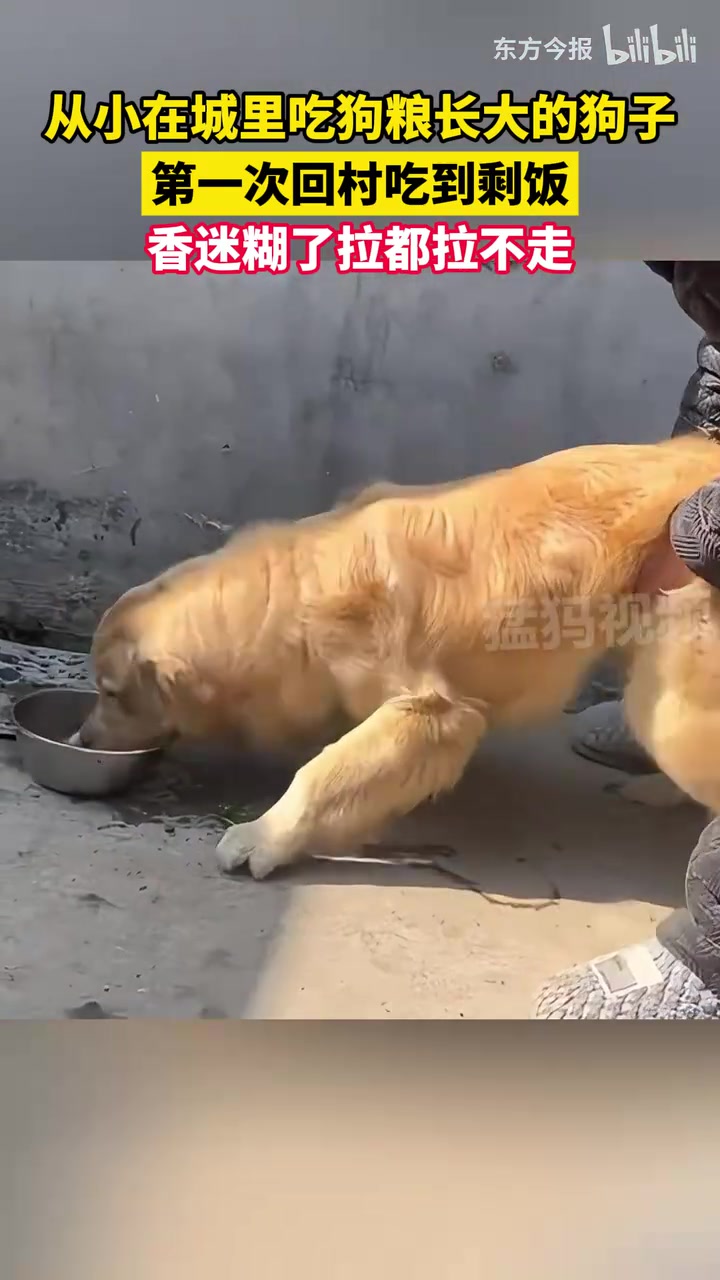 狗：这才是人吃的东西你以前给我吃的都是狗吃的东西