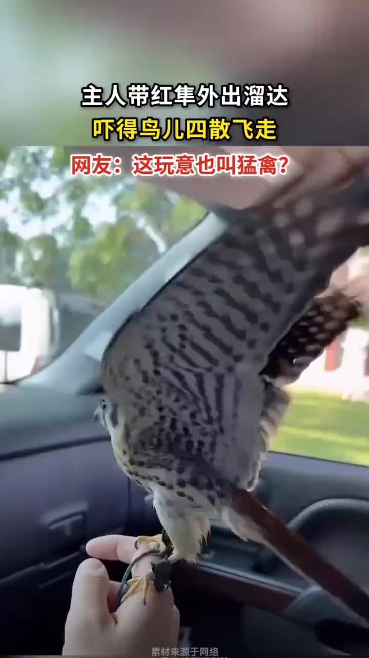 主人带红隼外出溜达，吓得周围鸟儿四散而走