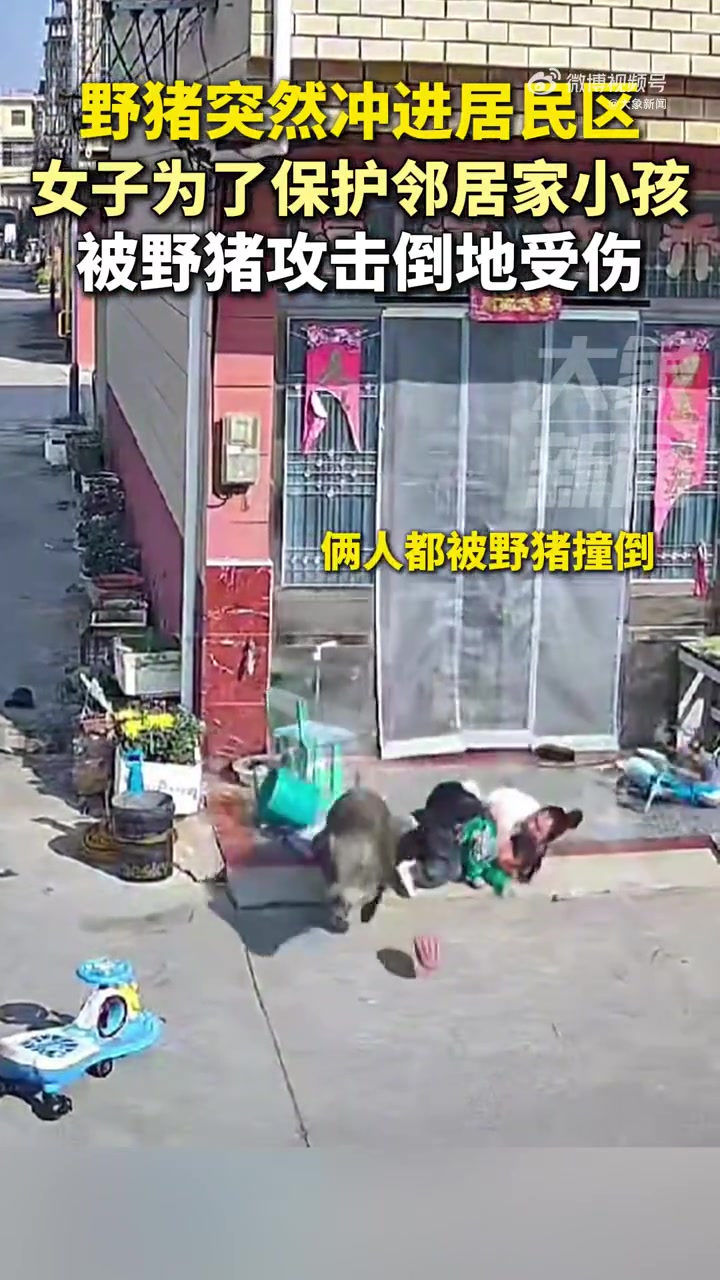 女子为保护邻居孩子被野猪攻击倒地