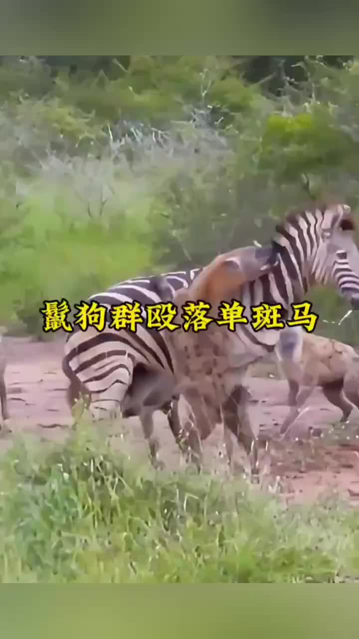 鬣狗群捕食落单的斑马