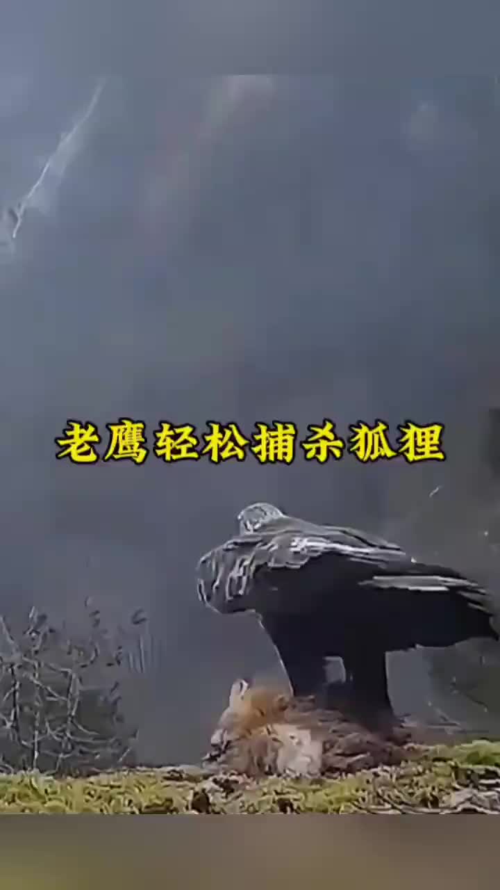 老鹰轻松捕杀狡猾的狐狸