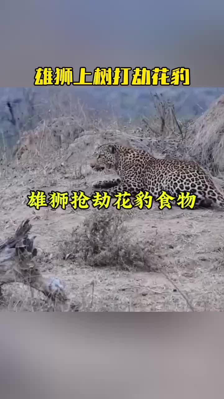 狮子为了打劫花豹，居然学会了爬树